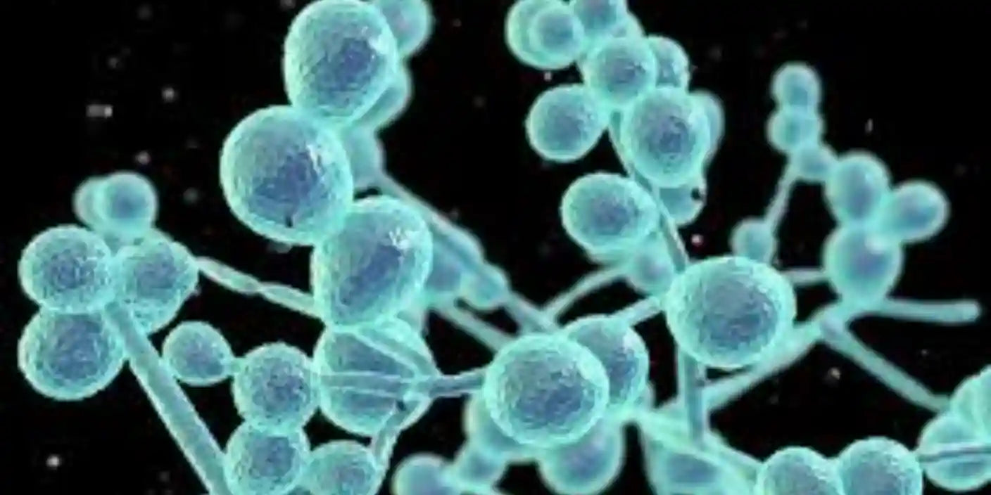 What Is the Candida Fungus