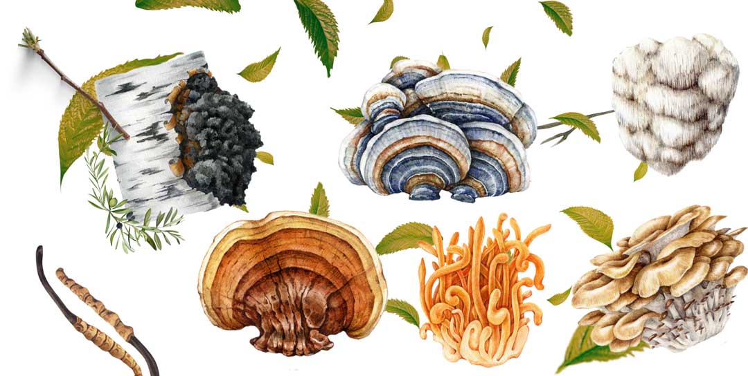 7 mushrooms