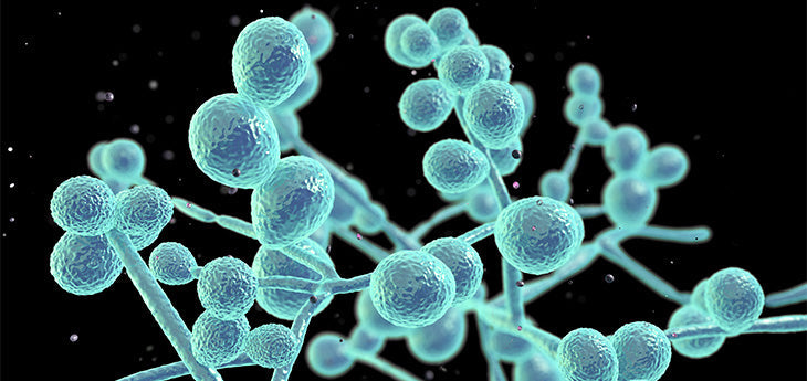 What Is the Candida Fungus?