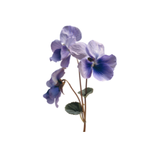 PEA FLOWERS