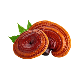 Reishi