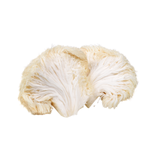 Lion's Mane Mushroom