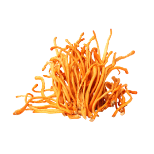 Cordyceps