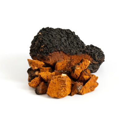 CHAGA MUSHROOM